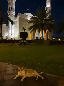 DoubleTree by Hilton Sharjah Waterfront And Residences - 17