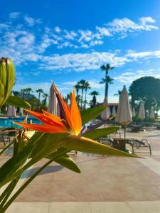 Akka Alinda - Premium Ultra All Inclusive - 18