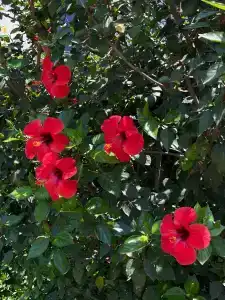 DoubleTree by Hilton Bodrum Isıl Club Resort - ULTRA ALL INCLUSIVE - 83