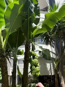 Kaila Krizantem - 33