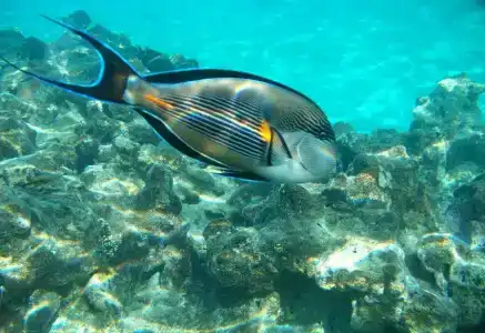 Reef Oasis Blue Bay Resort & Spa - 8