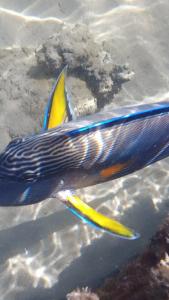 Falcon Naama Star - 12