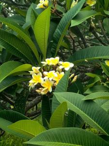 Sunshine Garden Resort - SHA Extra Plus - 11