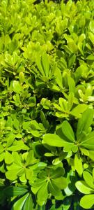 Calyptus Kirman Premium - Ultra All Inclusive - 43