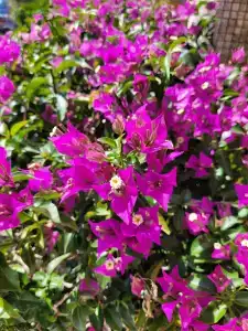 Lonicera Premium - Ultra All Inclusive - 26