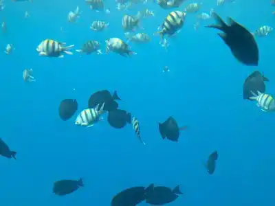 Sheraton Sharm, Resort, Villas & Spa - 86