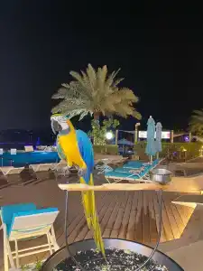 The Retreat Palm Dubai MGallery by Sofitel - 27