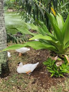 Casuarina Resort and Spa - 52