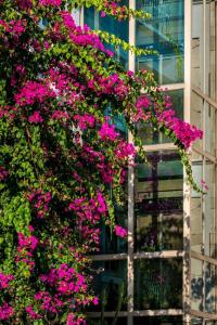 Petunya Konak Boutique - 3