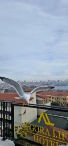 Agora Life - 12