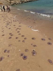 Continental Plaza Beach Resort - 34