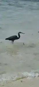 Radisson Resort Ras Al Khaimah Marjan Island - 84