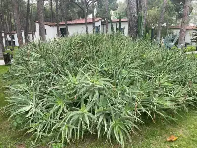 Baia Kemer Club - 47