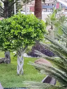 Grand Kaptan - Ultra All Inclusive - 50