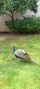 Champion Holiday Village - 53