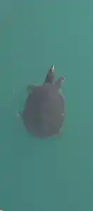 Adalya Resort & Spa Adults Only - Ultra All Inclusive - 64