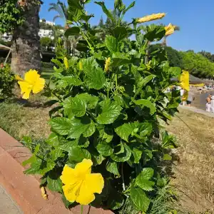 Yasmin Bodrum Resort - 73