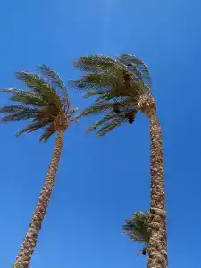 Le Méridien Dahab Resort & Spa - 40