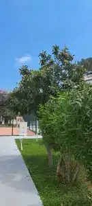 Loxia Comfort Resort Kemer - 73