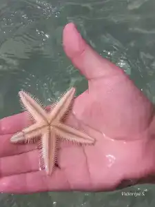 Holiday International - 84