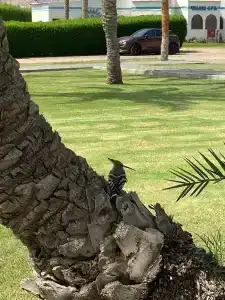 Dahab Lagoon Club & Resort Ex Tirana Dahab - 19