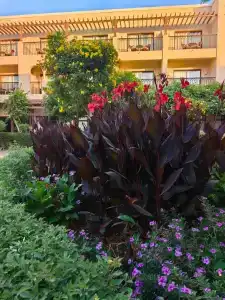 Jaz Mirabel Resort - 52