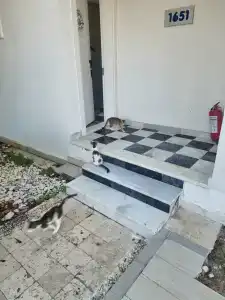 Selectum Family Comfort Side - 89