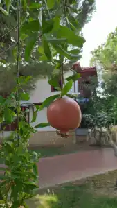 Ali Bey Club Manavgat - 69