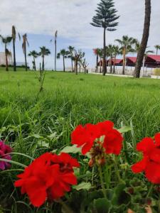 MERİDİA BEACH - 63