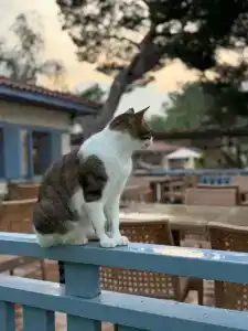 Akka Antedon - Premium Ultra All Inclusive - 77