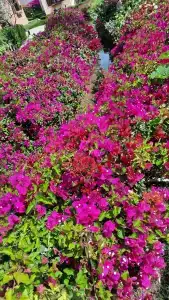 Nubian Island, Families and Couples only - 81