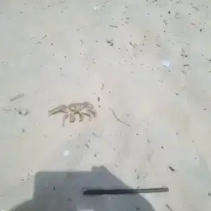 Riadh Palms- Resort & Spa - 35