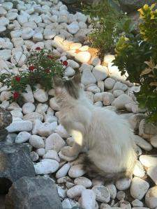 Cappadocia Inn Cave - 18