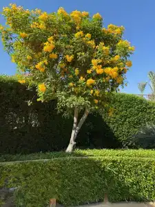 Rehana Sharm Resort - Aquapark & Spa - Couples and Family Only - 53