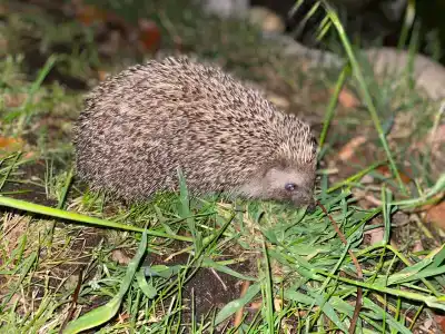 Pashas Princess by Werdes - Adult Only - 29