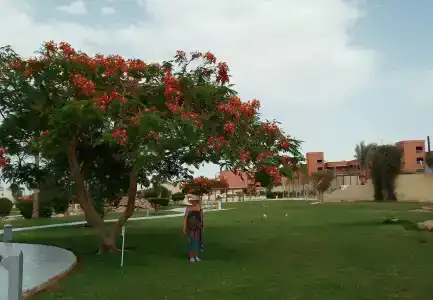 Aurora Oriental Resort Sharm El Sheikh - 24