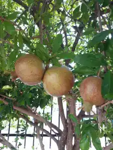 Pashas Princess by Werdes - Adult Only - 82