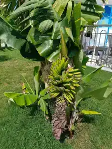 Lonicera Premium - Ultra All Inclusive - 46