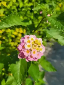 Grand Nar Adults Only - 93