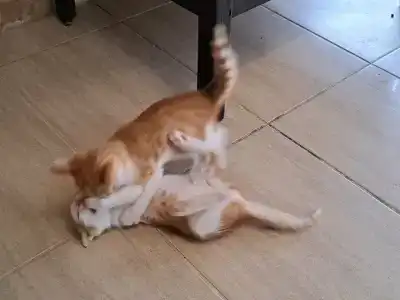 Tuı Magic Life Jacaranda - 46