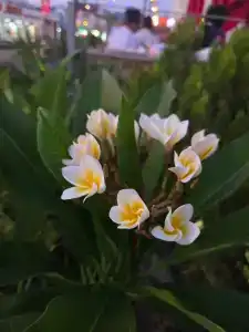 Blue Bay Platinum - 51