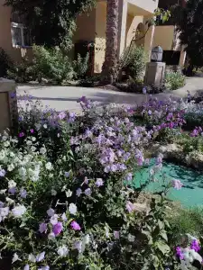 The Grand Sharm El Sheikh - 35