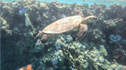 Wadi Lahmy Azur Resort - Soft All-Inclusive - 11