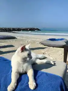 Ajman Saray, a Luxury Collection Resort, Ajman - 73
