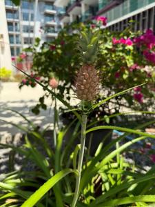 Phuket Graceland Resort and Spa - SHA Extra Plus - 77