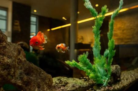 Wellton Centrum & SPA - 10