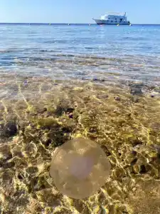 Grand Oasis Resort - 76