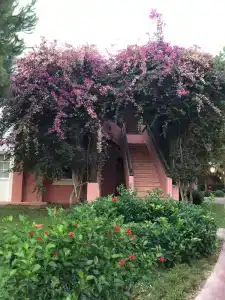 TUI Magic Life Belek - 47