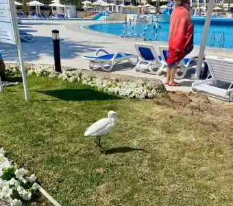 Pharaoh Azur Resort - 80