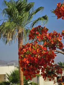 Sharm Reef Resort - 78